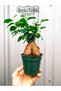 -Ficus Bonsai