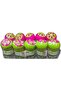 Alsaqer (10 Pack) Bamboo Wooden Toothpicks | Double Sided Round Bamboo Sticks | Toothpick f - 4