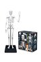 Skeleton 85 cm