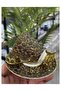 Taliana Gold Coffee 6-Piece Porcelain Cup Set - 3