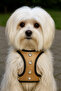 Stone Detailed Airmesh Dog Collar