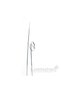 Silver Bear Grass, 50 pcs. - Culpitt