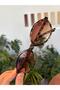Miux Trend Kahvernegi Gradient Lens Leopard Color Frame Trend Oval Sunglasses - 4