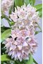 Hoya Leucantha Mum Çiçeği
