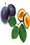 Handy Plum Pitter – Easy & Safe Fruit Stone Remover for Kitchen Use - 5
