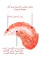 Litschi (LYCHEE OIL) Nourishing, Purifying and Moisturizing Hand & Body Peeling 250 ml - 7