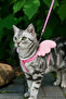 Angel Cat Collar (Cat and Kitten) Travel Collar Mixed Color - 2