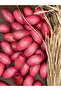 20X30 mm Pink Color Oval Wooden Beads (13 Pieces) Macrame Bag Design Wooden Beads Hole Diameter 7 mm - 3