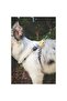 Wild Safari Harness (S) - 4