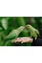 Cakasepetim a Pair of Lovebirds on Hand 1000 Piece Puzzle Jigsaw Puzzle Mdf (Wood)