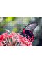 Cakasepetim Pink Flowers and Black Red Butterfly 120 Piece Puzzle Jigsaw Mdf (Wood)