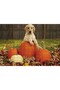 Cakasepetim Dog Pumpkins 255 Piece Puzzle Jigsaw Mdf (Wood)