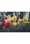 Cakasepetim Yellow and Red Tulips Flu Background 1000 Piece Puzzle Jigsaw Puzzle Mdf (Wood)