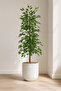 155 cm artificial ficus tree