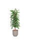 155cm Artificial Bamboo Leaf Tree - 2