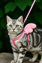 Angel Cat Collar (Cat and Kitten) Travel Collar Mixed Color - 5