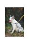 Wild Safari Harness (S) - 5