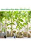 FFD Natural Bamboo Stick Tall Garden Plant Stakes Bamboo Poles Stakes Bamboo Rod 120cm 10pcs - 6