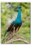 Cakasepetim 500 Piece Puzzle Jigsaw Puzzle Mdf (Wood) with an Image of an Indian Peacock on a Branch