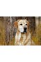 Cakasepetim Labrador among the Dry Herbs 120 Piece Puzzle Jigsaw Mdf (Wood)