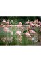 Cakasepetim Flamingos Fed in the Still Lake 255 Piece Puzzle Jigsaw Mdf (Wood)