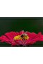 Cakasepetim Honeybee Collecting Pollen from Red Flowers 1000 Piece Puzzle Jigsaw Mdf (Wood)
