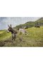 Cakasepetim Donkeys Grazing on the Green Hills 1000 Piece Puzzle Jigsaw Mdf (Wood)
