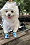 1 Piece-Pomeranian Transparent Dog Raincoat – Pvc, Waterproof, Suitable for All Breeds