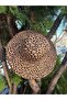 14763 Leopard Pattern Wide Hat - 4