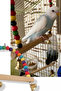 Natural Wooden Swing Bird Toy – Durable Design for Chewing and Climbing - 5