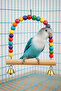 Natural Wooden Swing Bird Toy – Durable Design for Chewing and Climbing