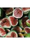 Aydın Germencik Mountains Bardacık-Sarılop Fig Chips 200Gr New Crop 2025 - 6