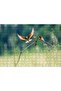 Cakasepetim Colorful Birds on a Branch 255 Piece Puzzle Jigsaw Mdf (Wood)