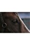 Cakasepetim Brown Horse Close-Up 1000 Piece Puzzle Jigsaw Mdf (Wood)