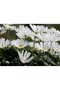 Cakasepetim White Mountain Tulips with Crowns Close-Up 500 Piece Puzzle Jigsaw Puzzle Mdf (Wood)