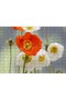Red and White Poppies Close-Up 120 Piece Puzzle Jigsaw Puzzle Mdf (Wood)