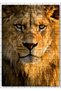 Cakasepetim Majestic Gaze Male Lion Close-Up 120 Piece Puzzle Jigsaw Mdf (Wood)
