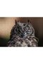 Cakasepetim Funny Owl 1000 Piece Puzzle Jigsaw Mdf (Wood)