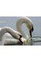 Cakasepetim a Pair of White Swans Fed in the Lake 500 Piece Puzzle Jigsaw Mdf (Wood)