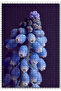 Cakasepetim Unique Purple Hyacinth in Beauty 1000 Piece Puzzle Jigsaw Mdf (Wood)