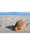 Cakasepetim Giant Seashell on the Beach 120 Piece Puzzle Jigsaw Mdf (Wood)