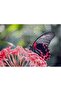 Cakasepetim Pink Flowers and Black Red Butterfly 1000 Piece Puzzle Jigsaw Mdf (Wood)