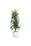 155 cm artificial ficus tree - 2