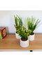3-Piece Artificial Flower Arrangement in Handmade Mini Concrete Flower Pot Mother's Day Valentine's Day Souvenirs - 2