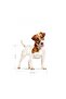 Dog Shn Mini Adult Dog Food 4 kg - 4