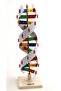 Dna Modeli