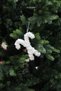 Christmas Ornament Pearl Glitter Cane Double White 15 cm