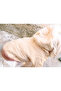 Hooded Beige Dog Sweatshirt – Thick Double Layer Quilted Fabric Winter Pet Clothing - 6