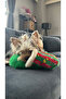 2-Piece Plush Slipper Dog Toy with Sound |   Intelligence Developing Toy with Food Storage - 8