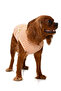 Small and Medium Breed Dog T-Shirt Stina - 4